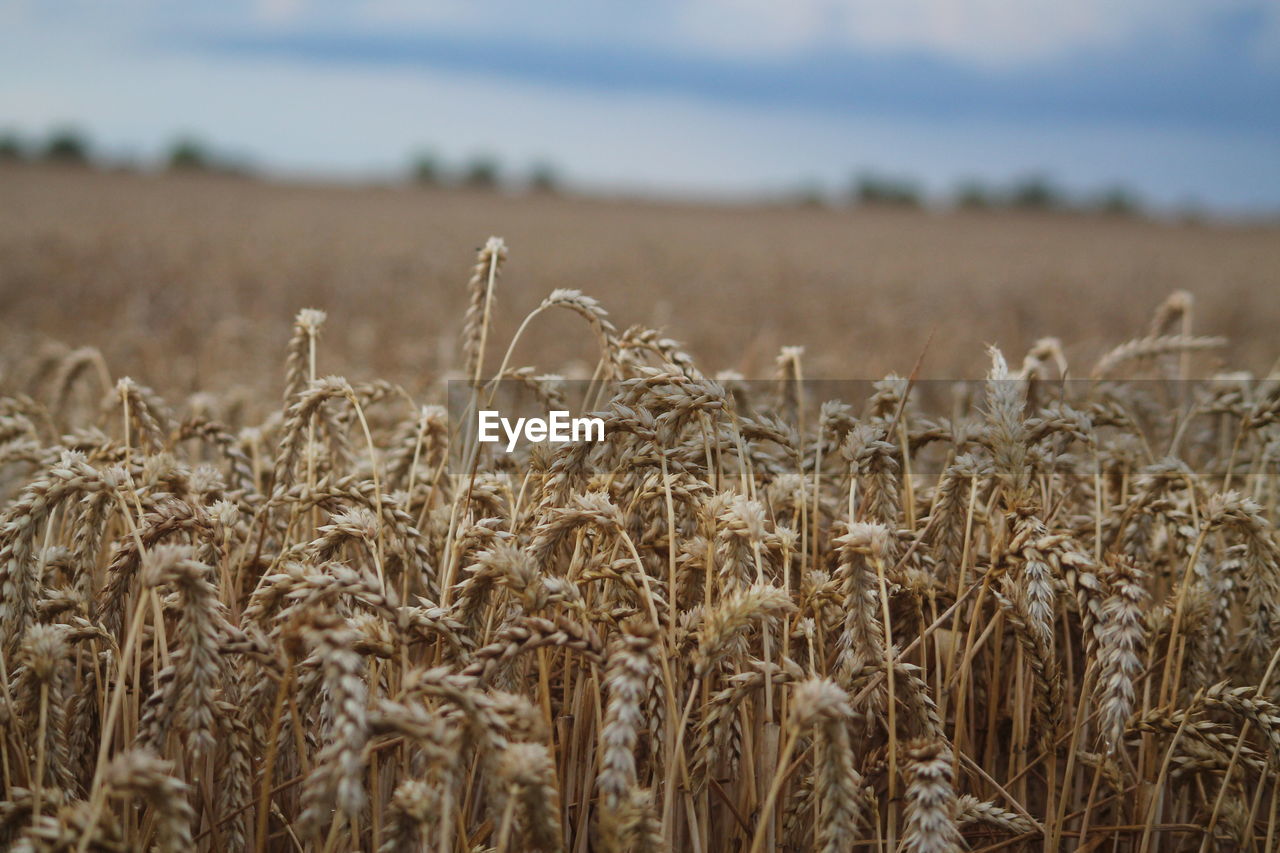 Close-up of wheat growing on field against sky