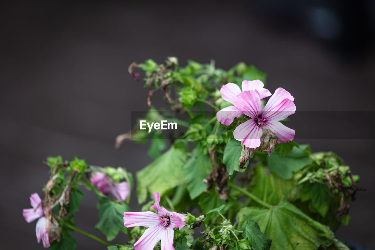 CLOSE-UP OF PINK FLOWERING PLANT AGAINST BLURRED BACKGROUND