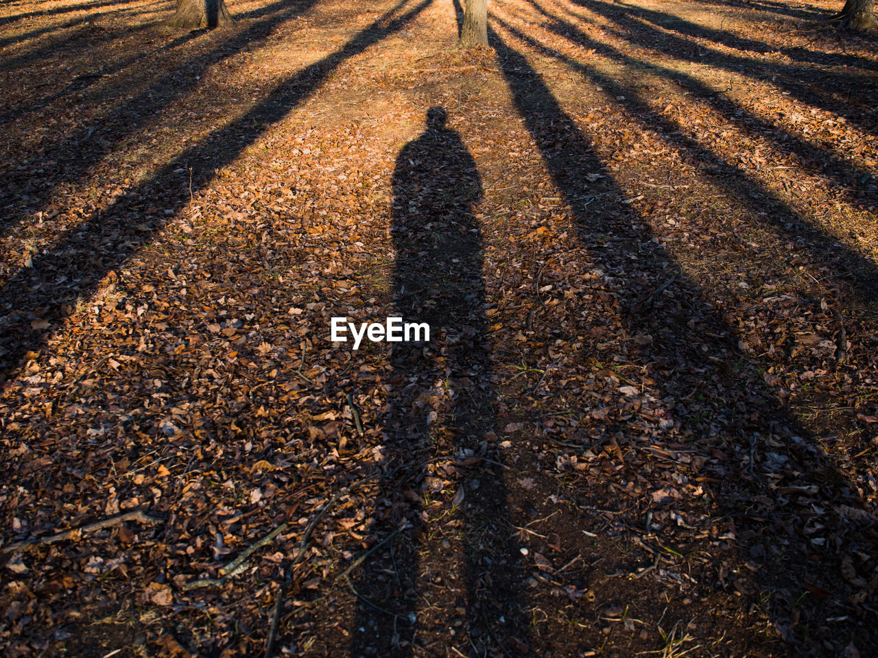 Shadow of man on autumn leaves at park