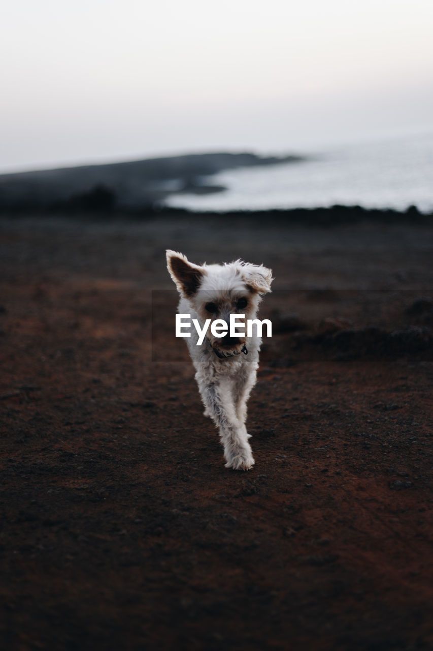 Portrait of dog on beach against sky