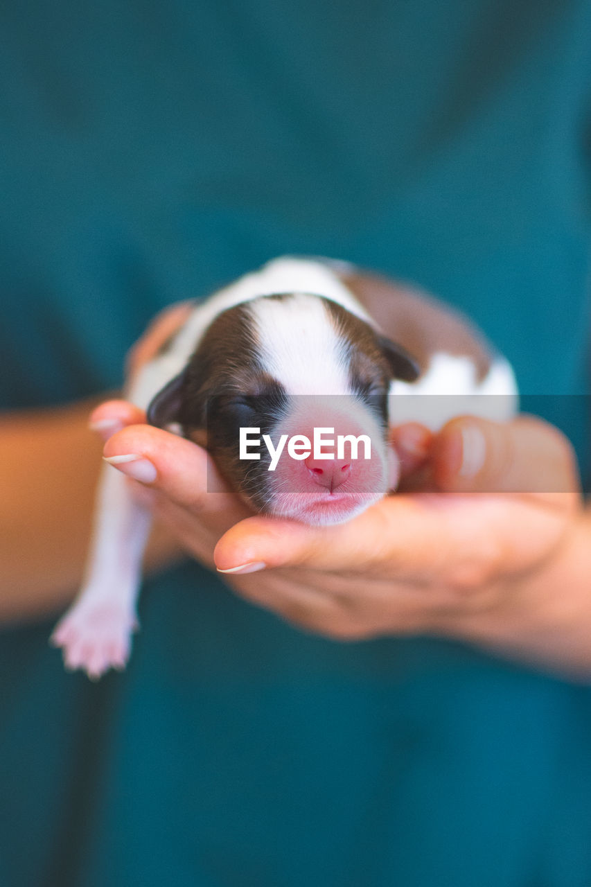 Midsection of woman holding puppy