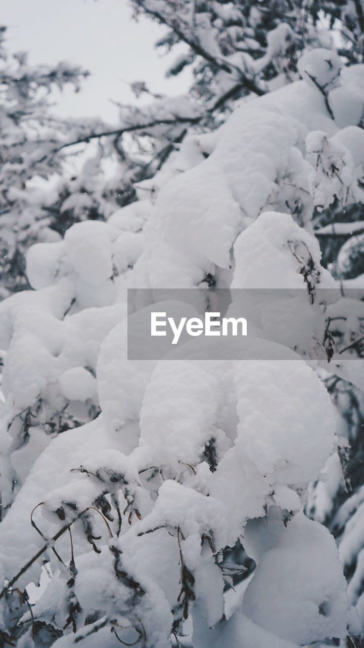 High angle view of snow covered field tree