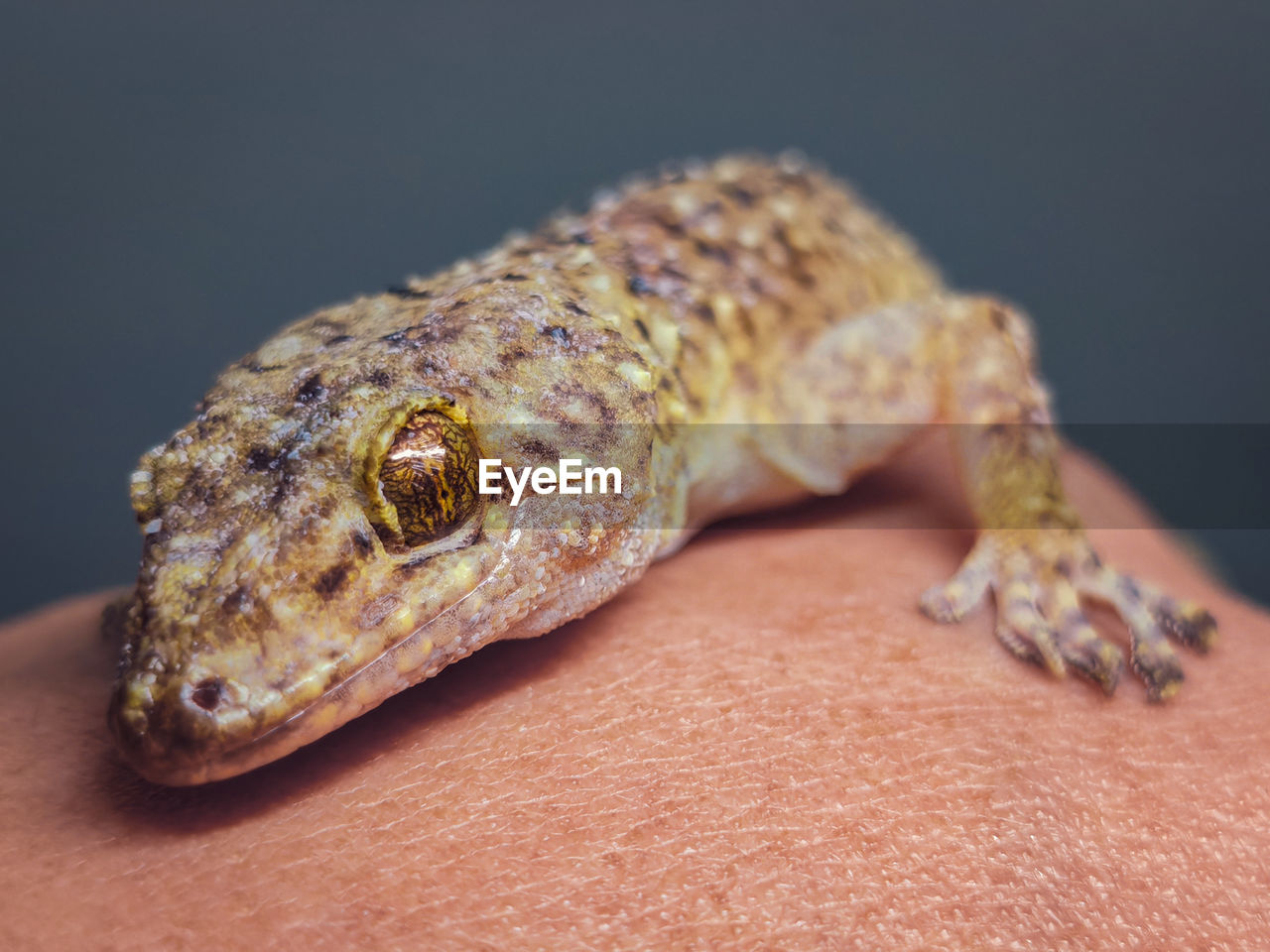 A close up gecko on human hand