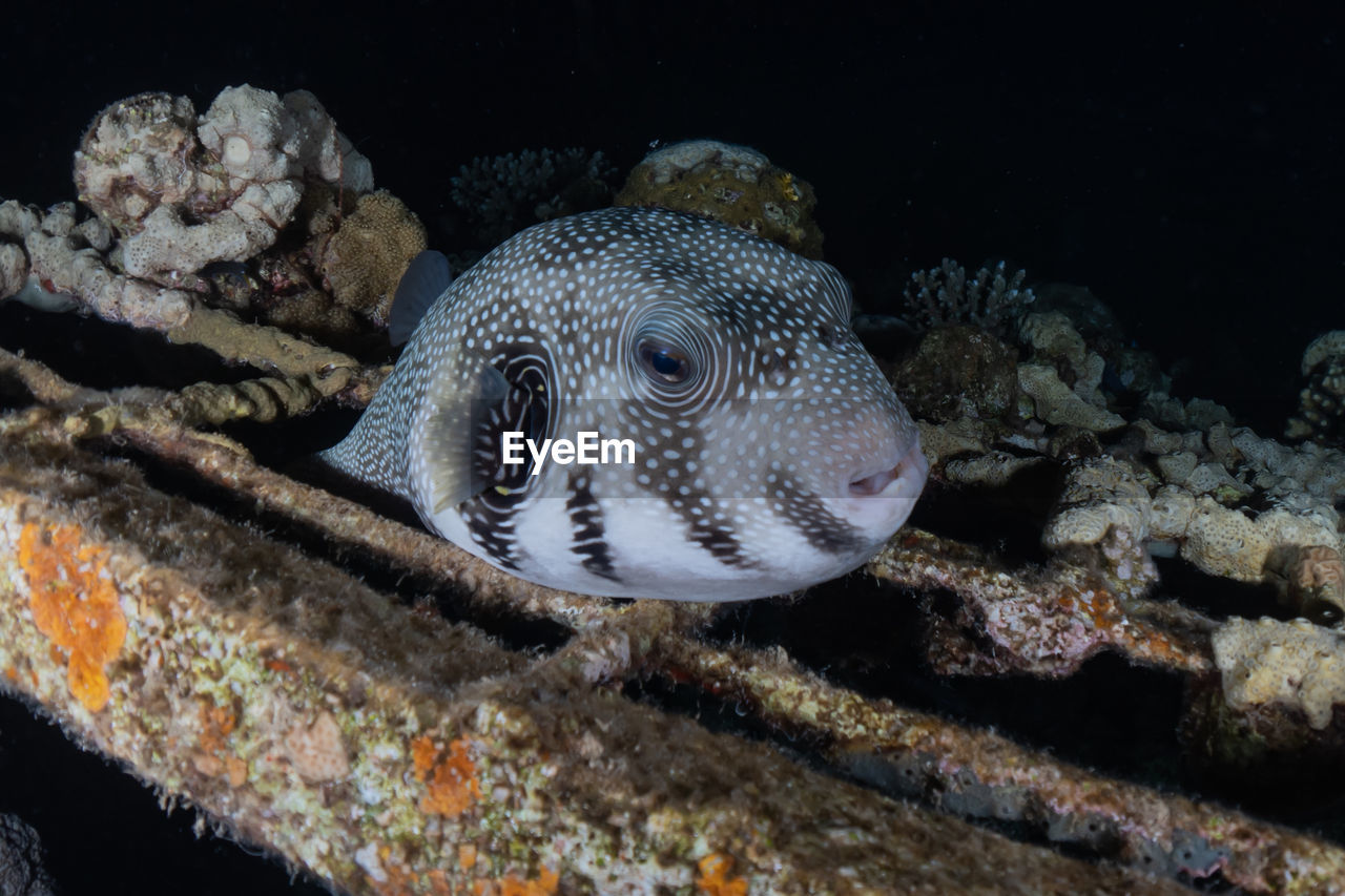 CLOSE-UP OF FISH SWIMMING