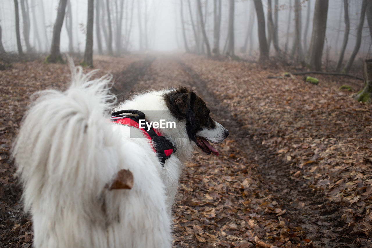 close-up of dog on field