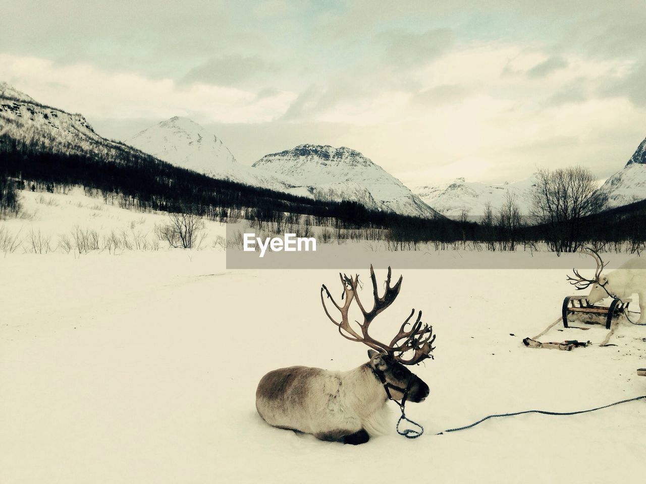 Reindeers with sleds on snow covered field by mountains