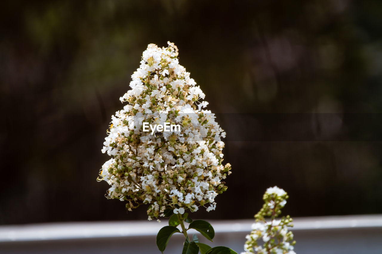 Close-up of white flowers