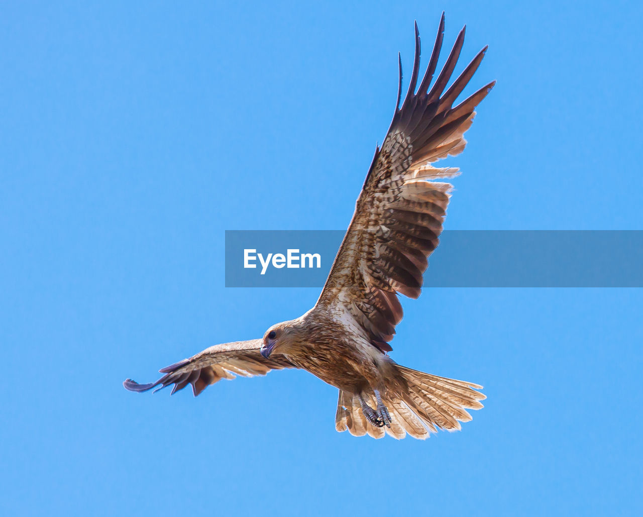 Low angle view of bird flying against clear blue sky