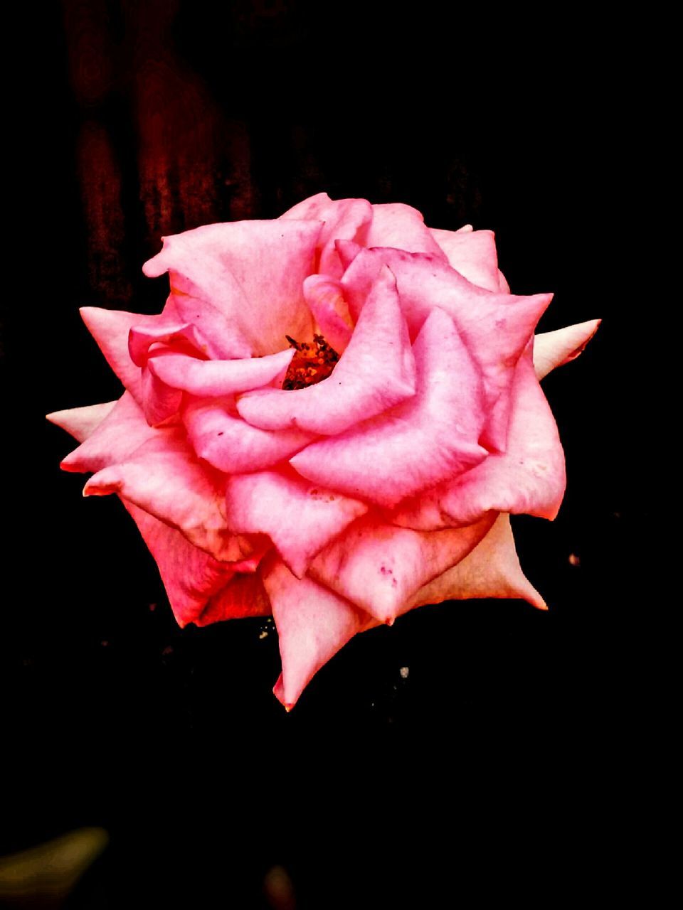 CLOSE-UP OF ROSE OVER BLACK BACKGROUND