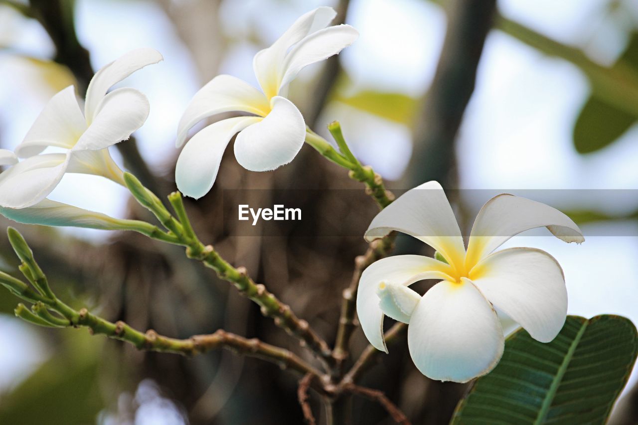 plant, flower, flowering plant, blossom, beauty in nature, freshness, close-up, nature, white, yellow, petal, tree, springtime, branch, frangipani, fragility, flower head, green, leaf, macro photography, growth, plant part, no people, inflorescence, spring, outdoors, focus on foreground, sunlight, environment, botany, day
