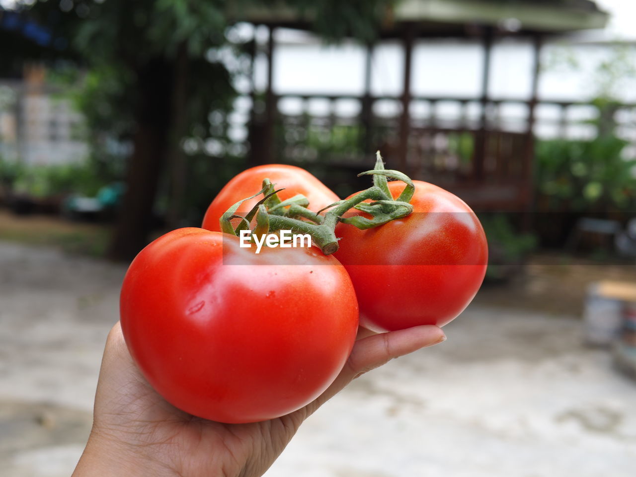 Close-up of hand holding tomatoes