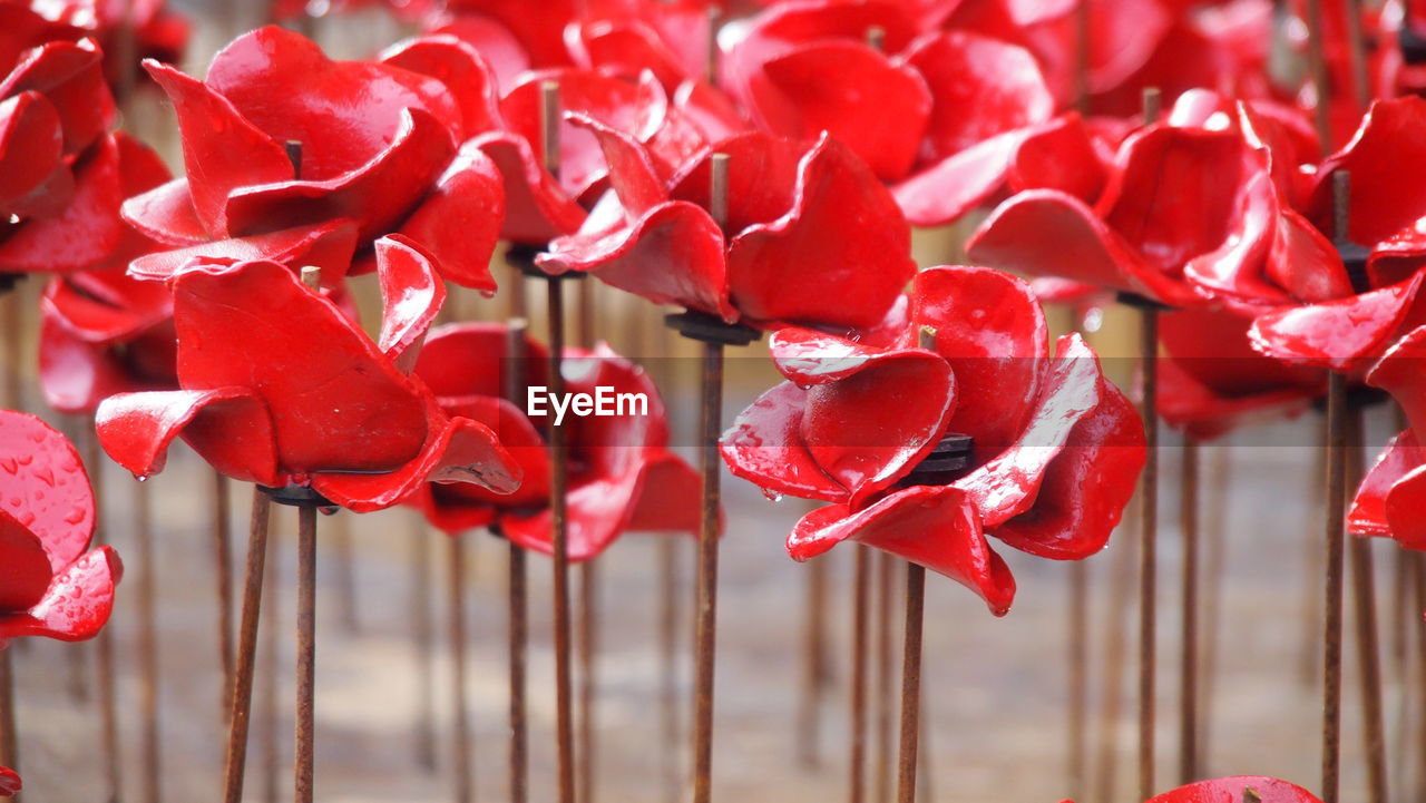 High angle view of wet artificial poppy flowers made from ceramic