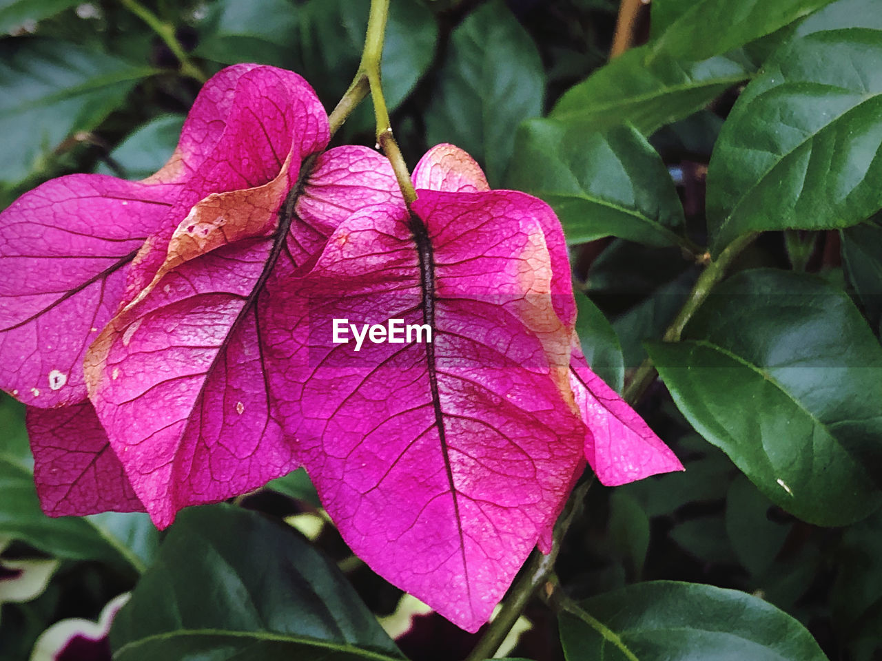 CLOSE-UP OF PINK ROSE PLANT LEAVES