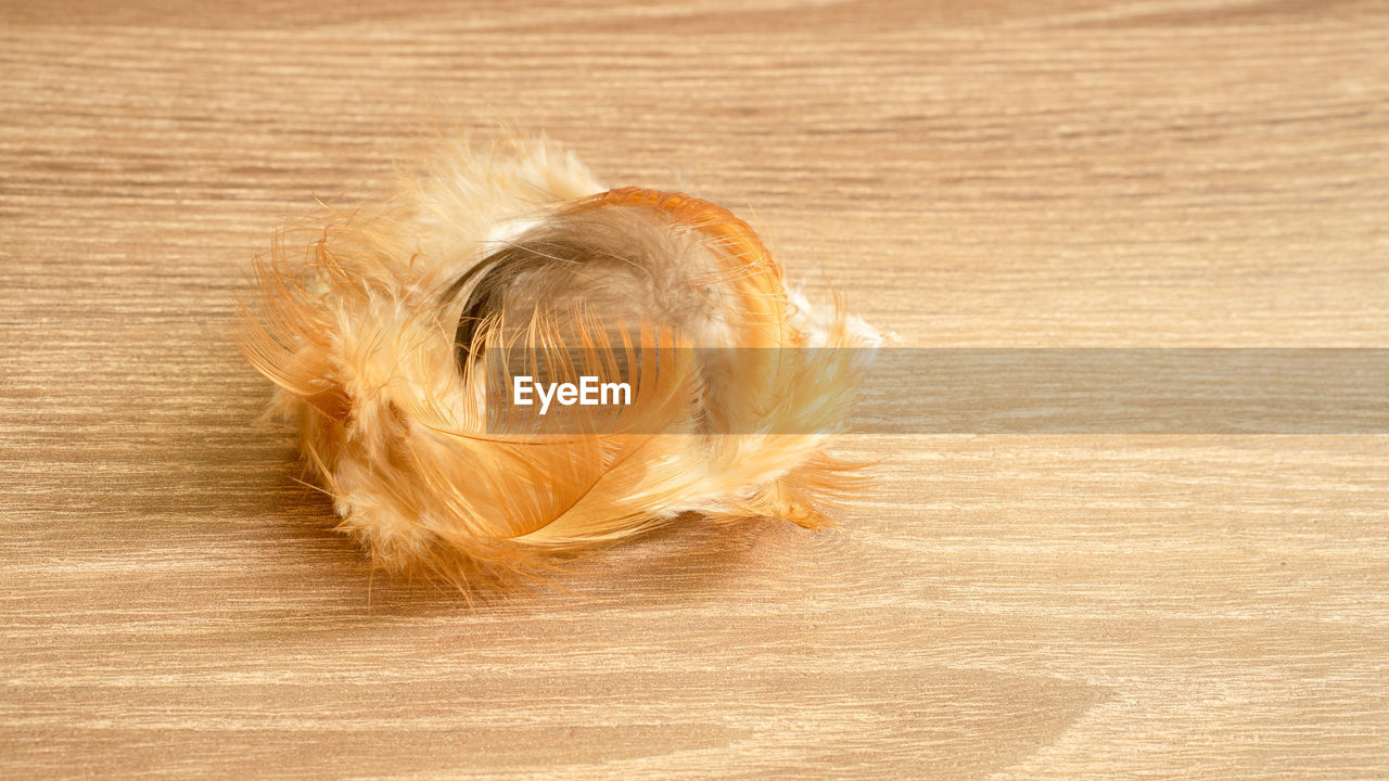 Brown color fluffy and fragile of chicken feather fall on wooden table