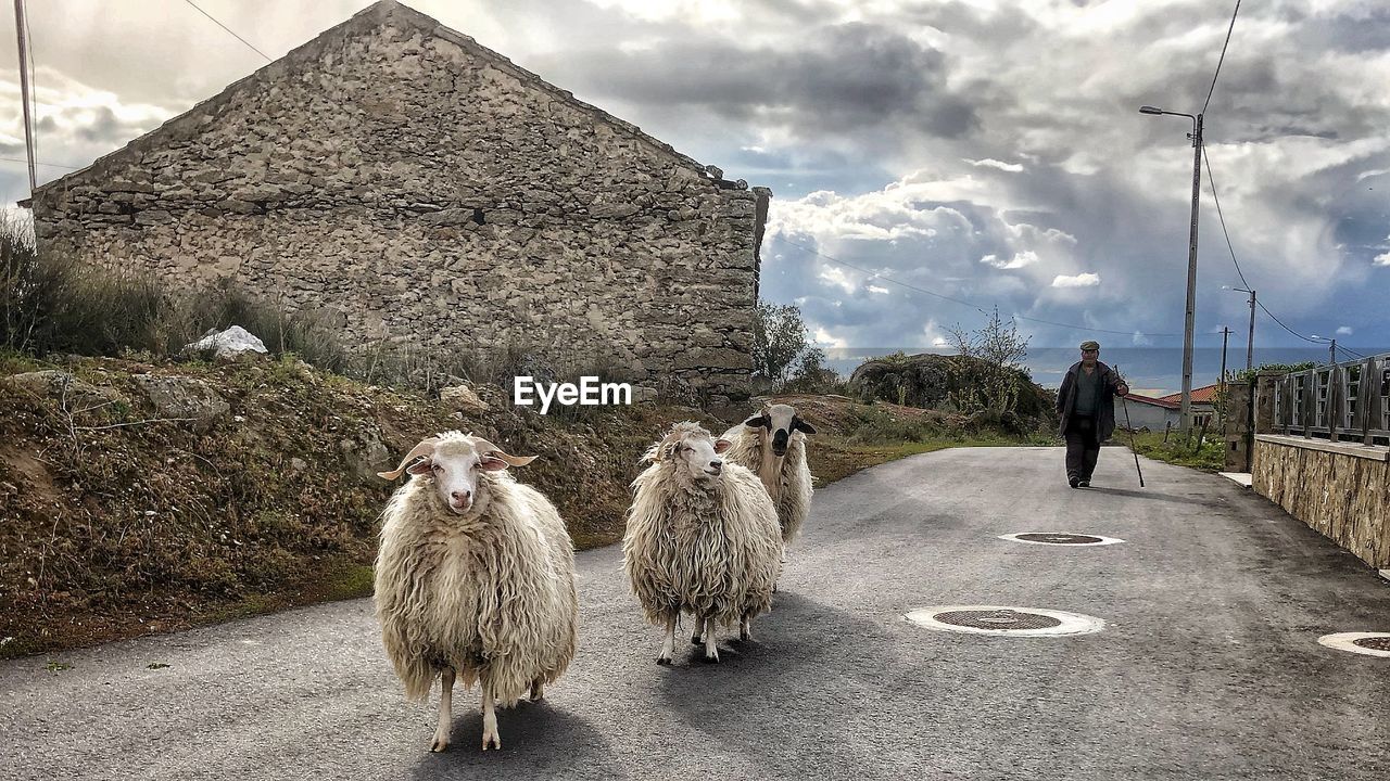 Front view of sheep with their shepherd. capture of rural life in a village man tending his cattle.