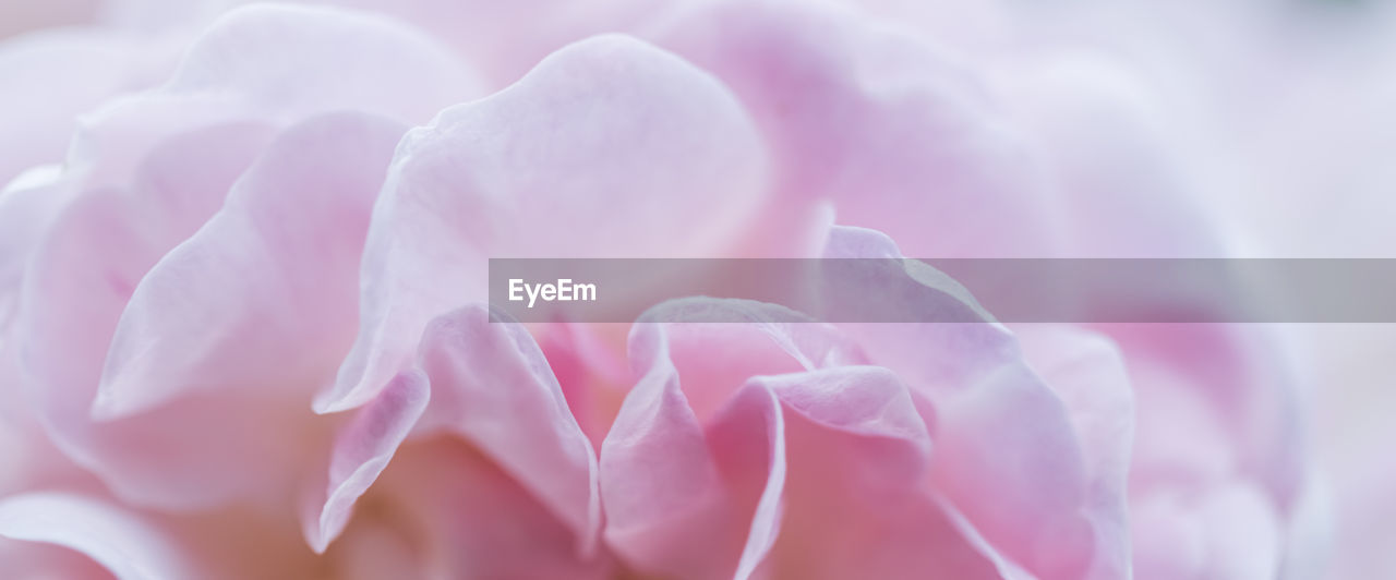 full frame shot of pink flower
