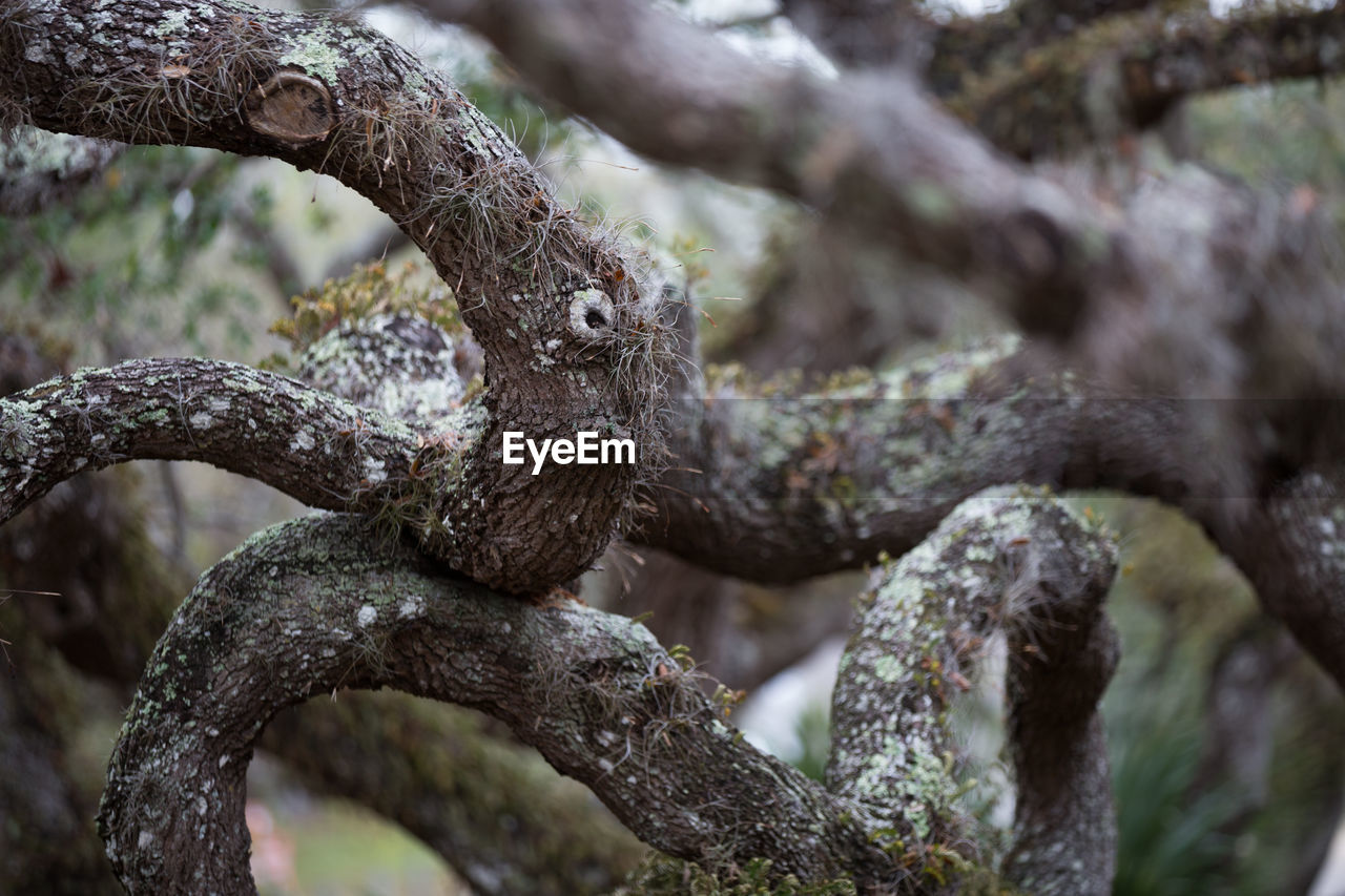 Close-up of oak tree