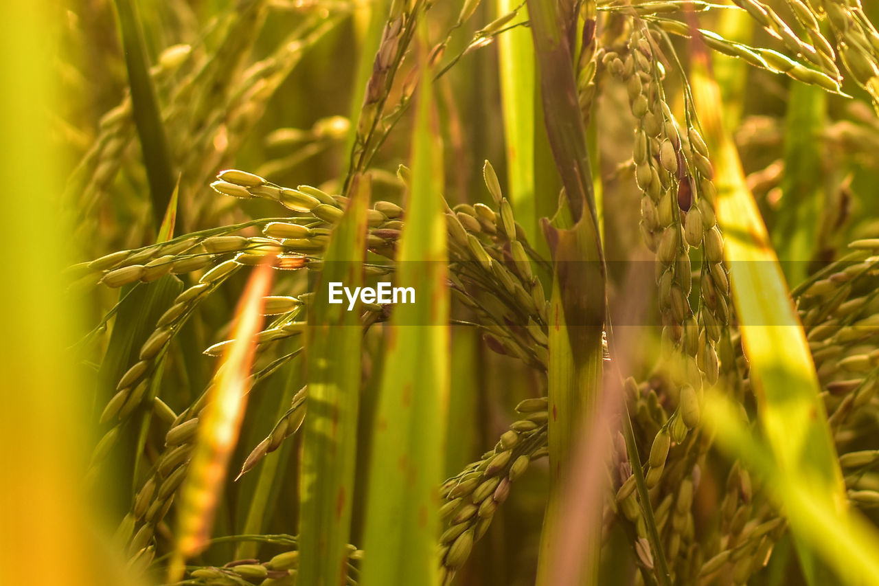 Close-up of wheat growing on field