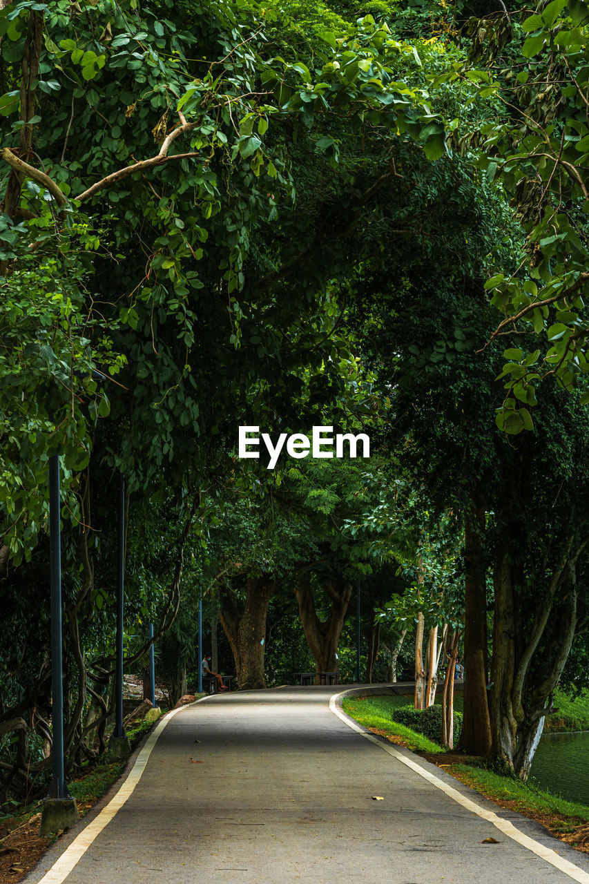 STREET AMIDST TREES IN FOREST