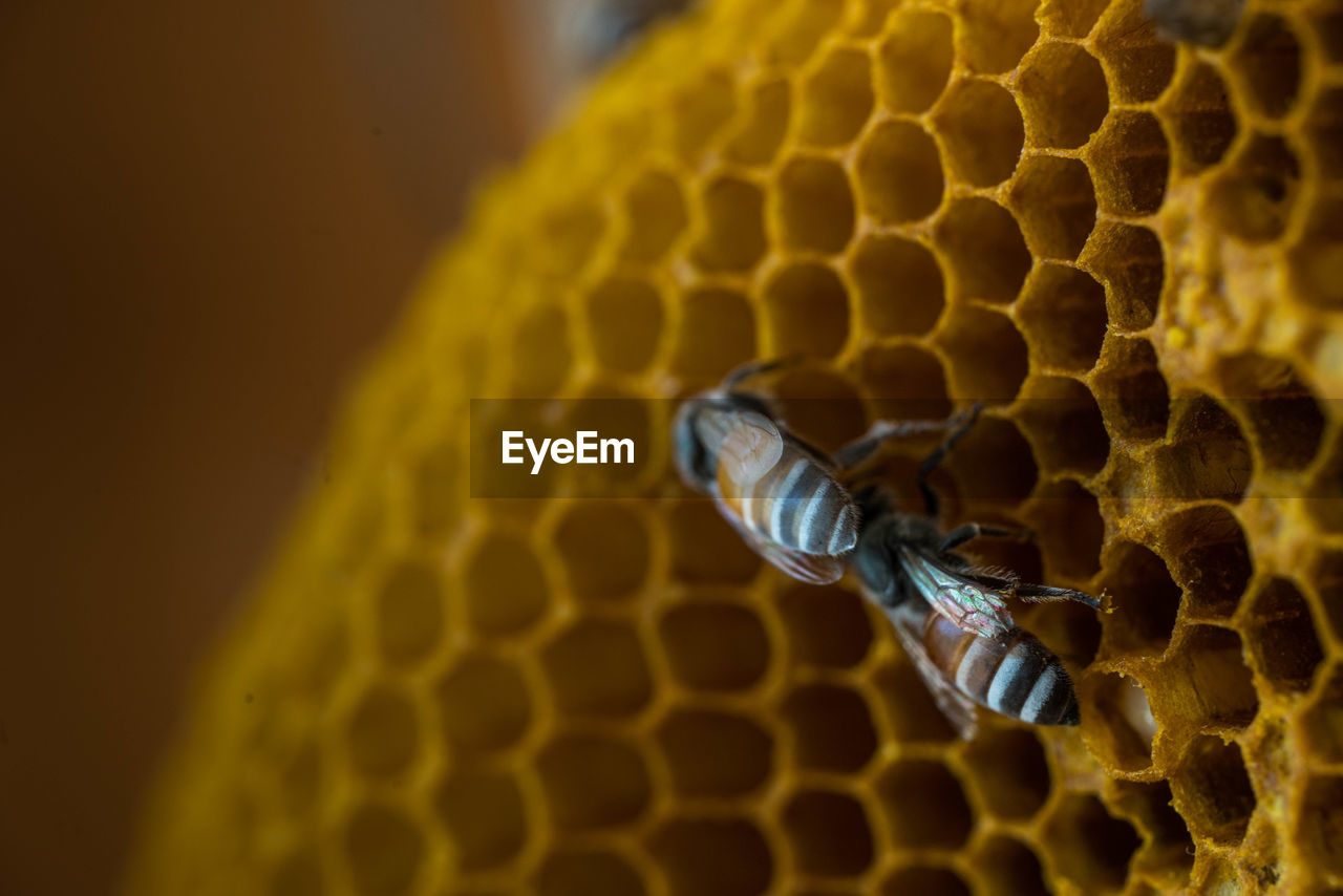 Close-up of bee on leaf