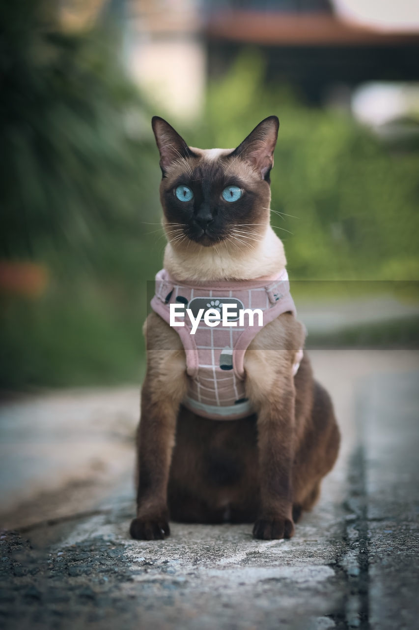close-up of cat looking away