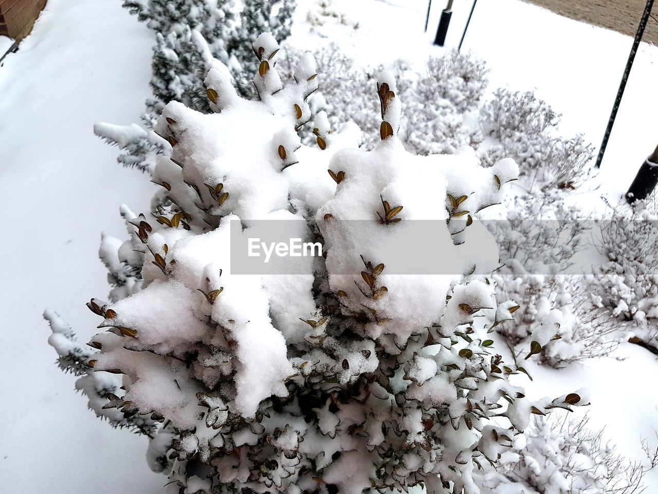 CLOSE-UP OF SNOW ON TREES