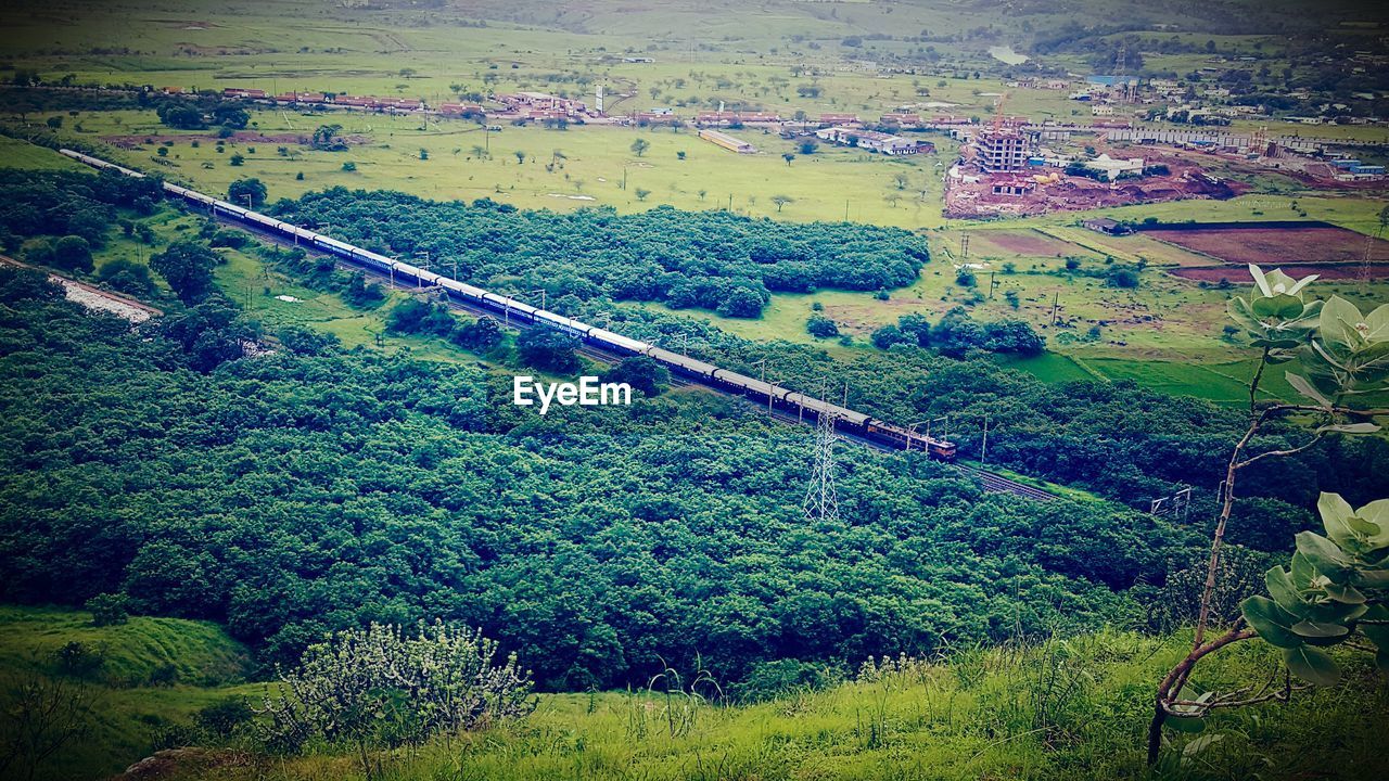 Aerial view of green plants