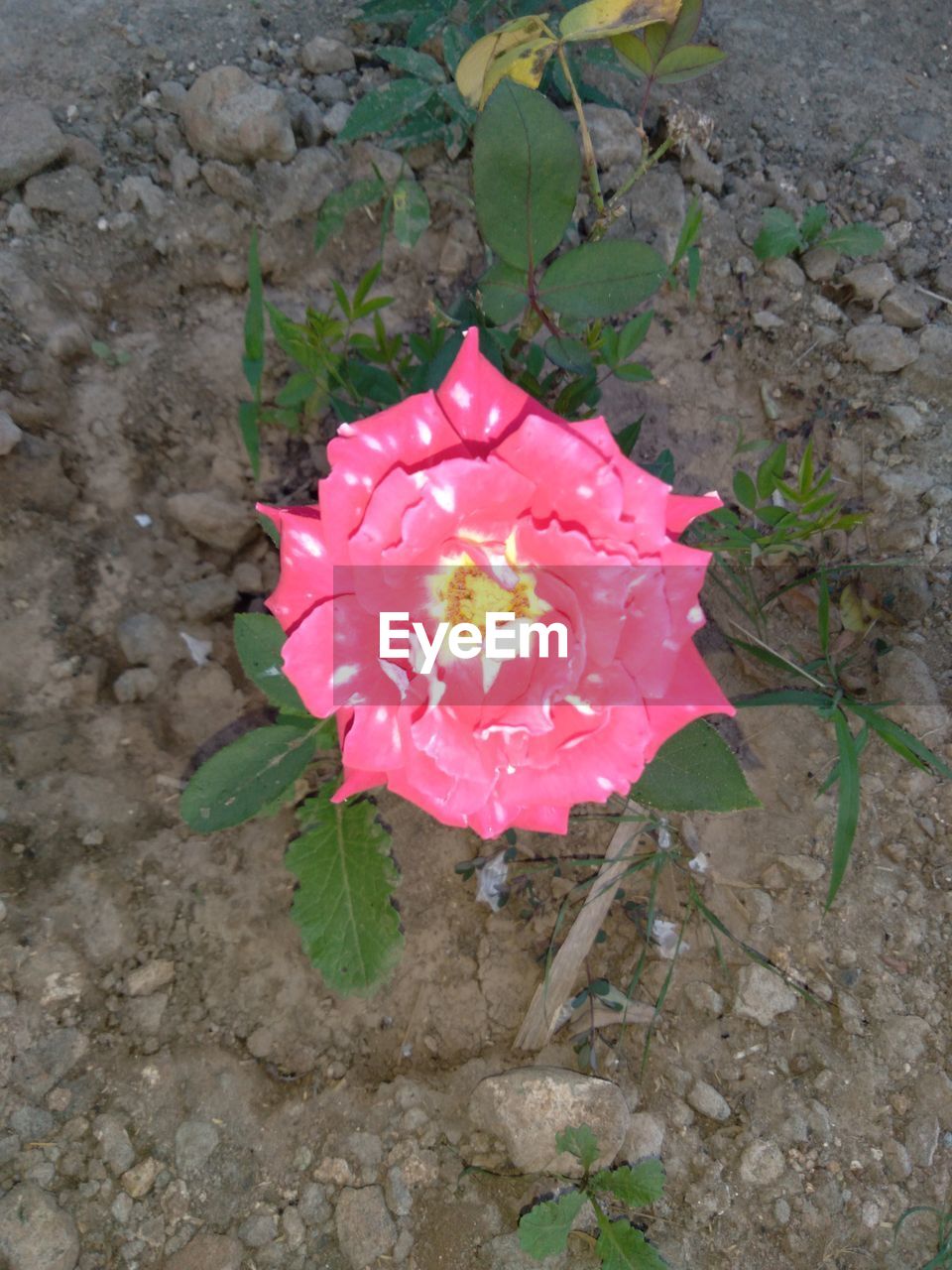 HIGH ANGLE VIEW OF PINK ROSE ON STONE WALL