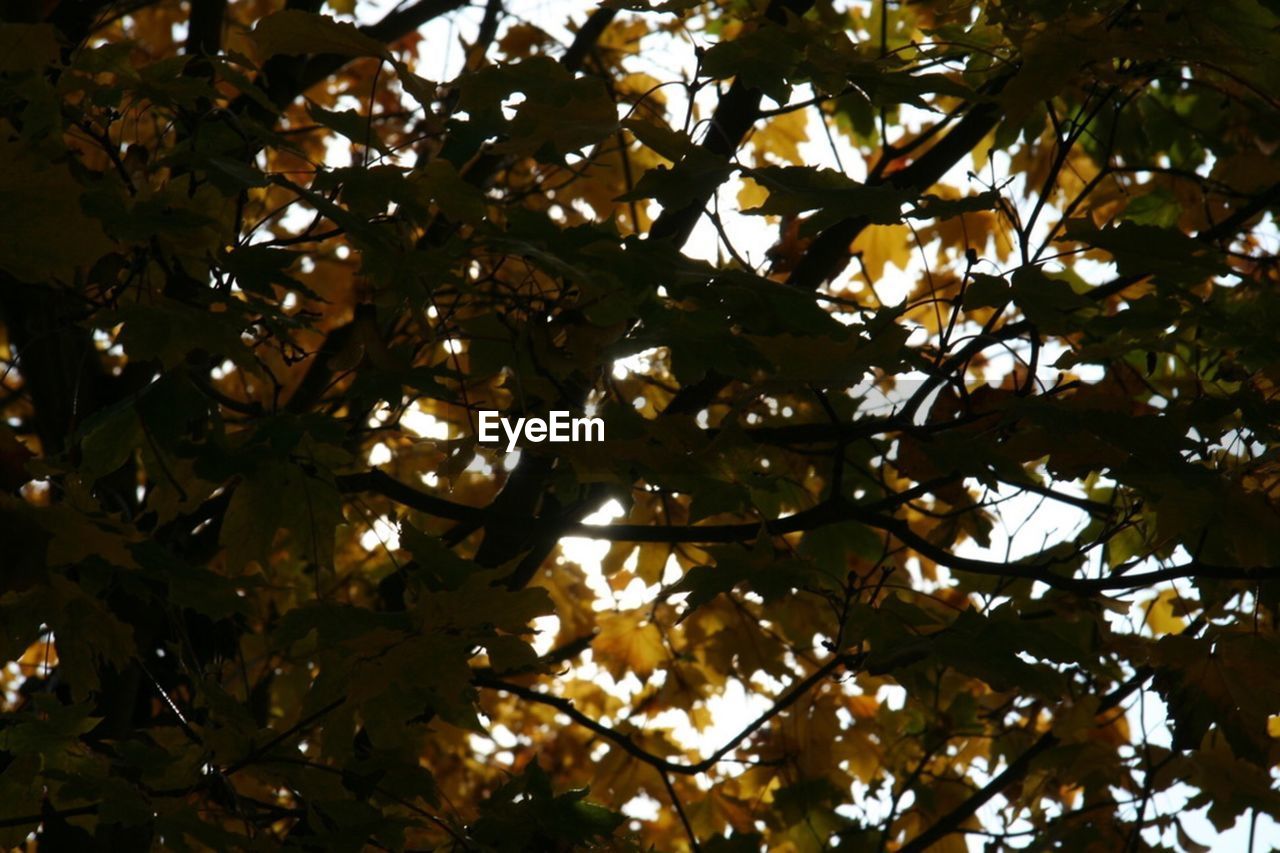 LOW ANGLE VIEW OF TREE BRANCHES