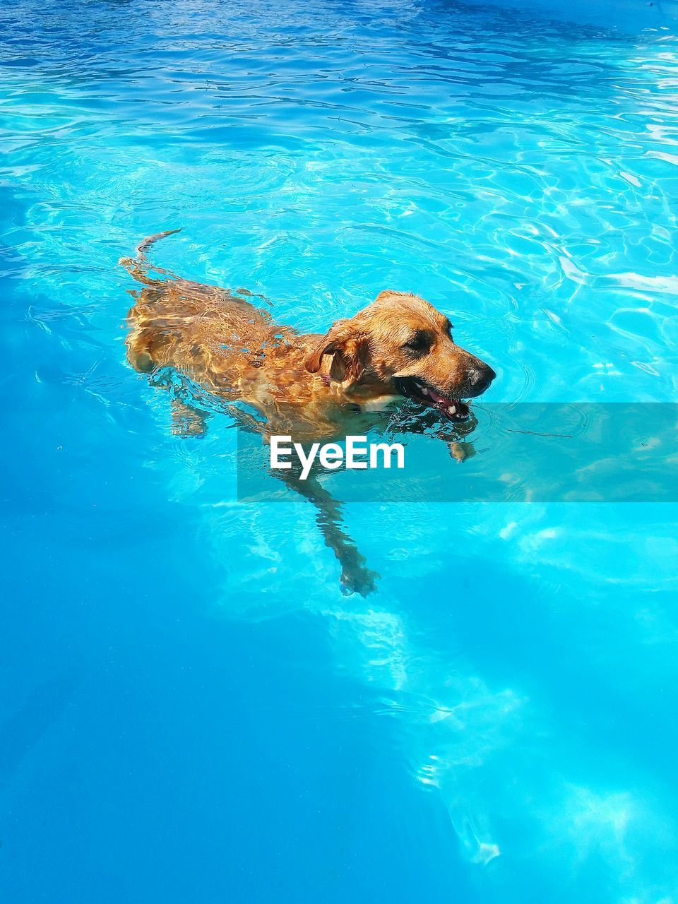 HIGH ANGLE VIEW OF DOG SWIMMING IN POOL AT NIGHT