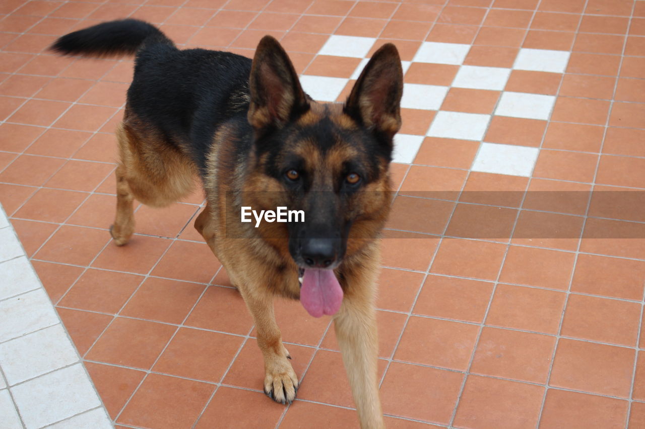 HIGH ANGLE VIEW OF PORTRAIT OF DOG ON FLOOR