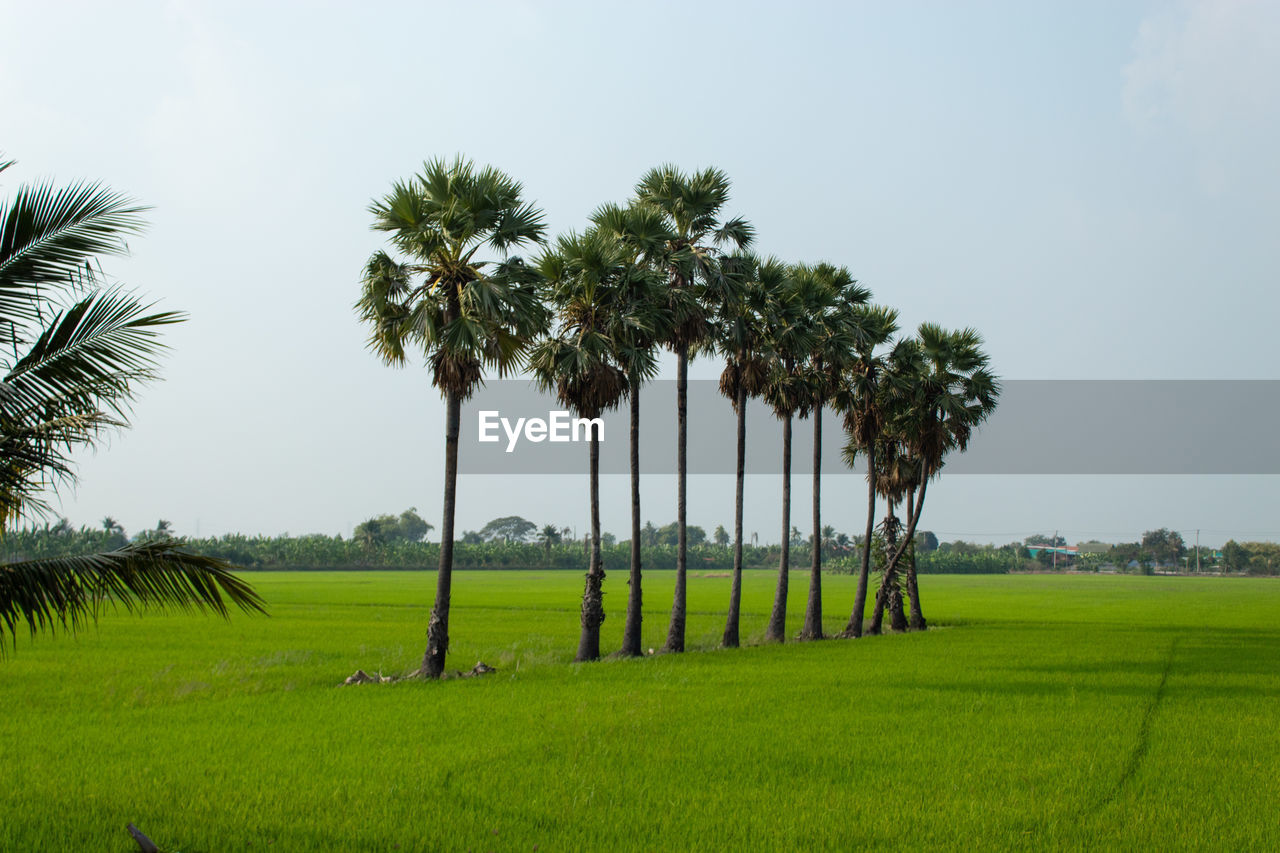 Palm trees on field against sky