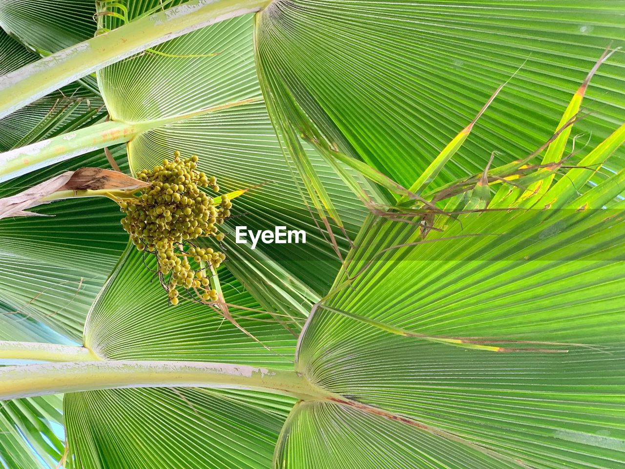 leaf, tree, green, plant part, plant, palm tree, tropical climate, beauty in nature, nature, palm leaf, close-up, growth, no people, flower, outdoors, day, freshness, backgrounds, environment, full frame, pattern, branch, sunlight, plant stem