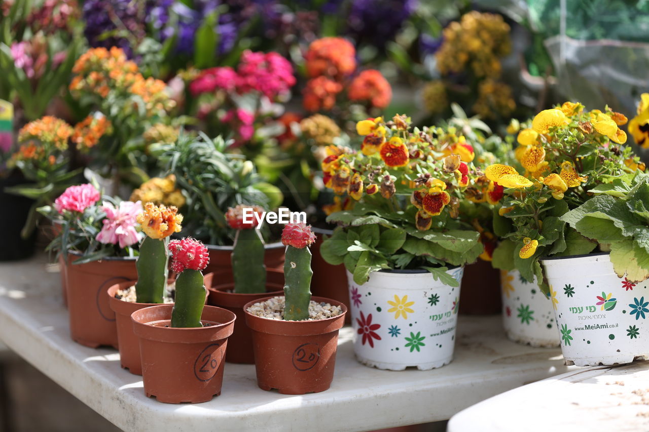 Close-up of potted plants