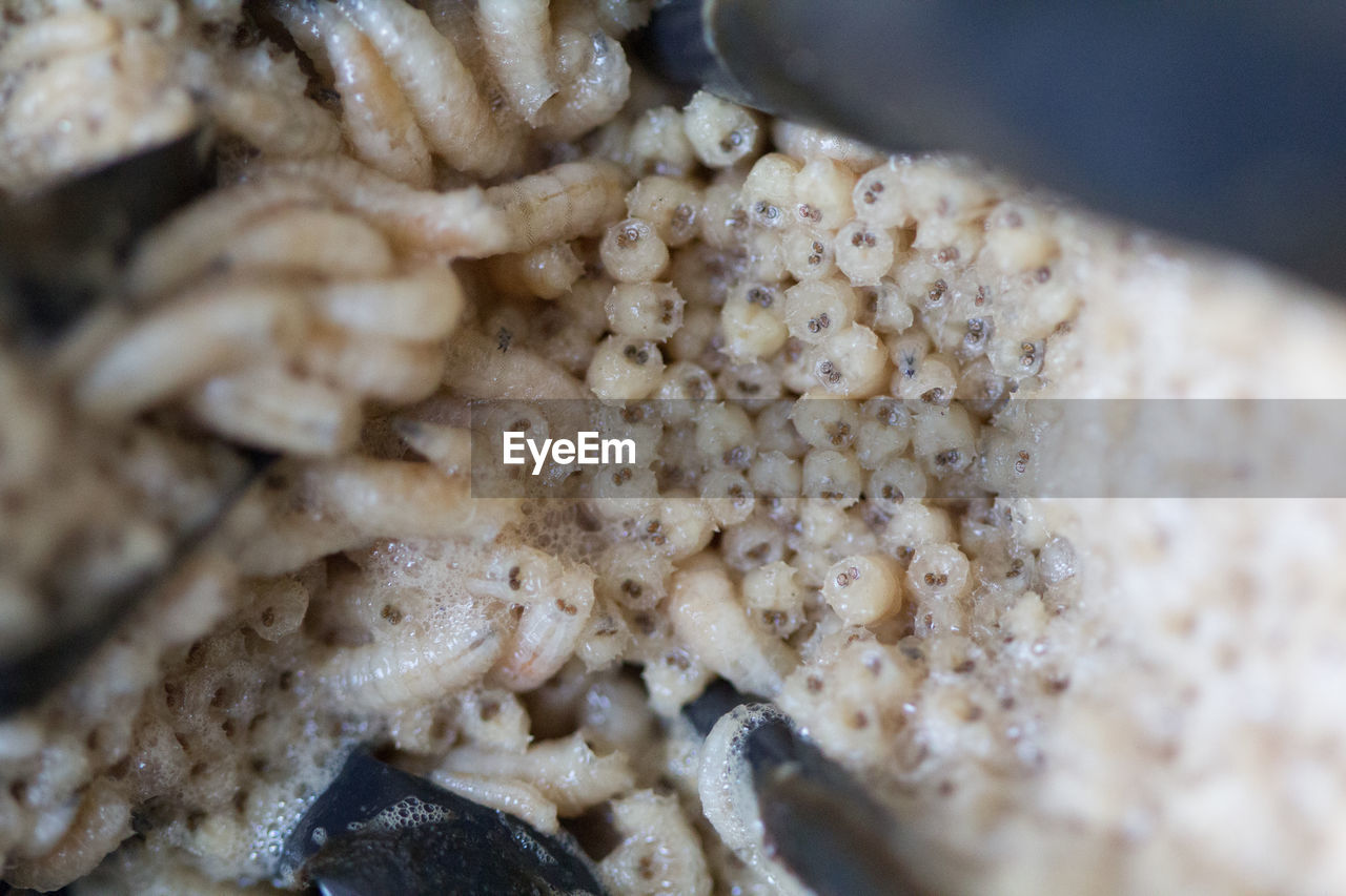 CLOSE-UP OF BREAD