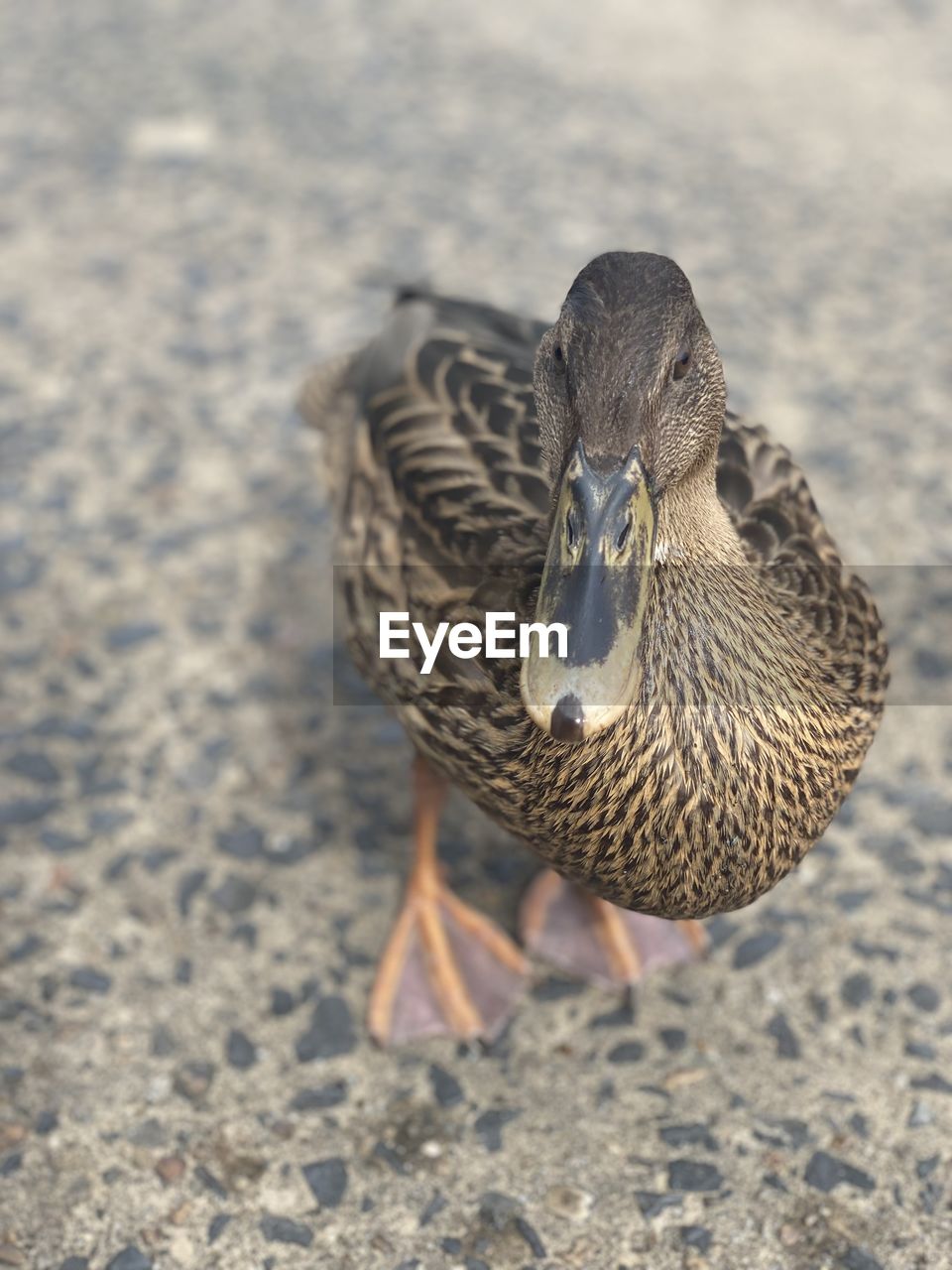 HIGH ANGLE VIEW OF A BIRD ON THE LAND