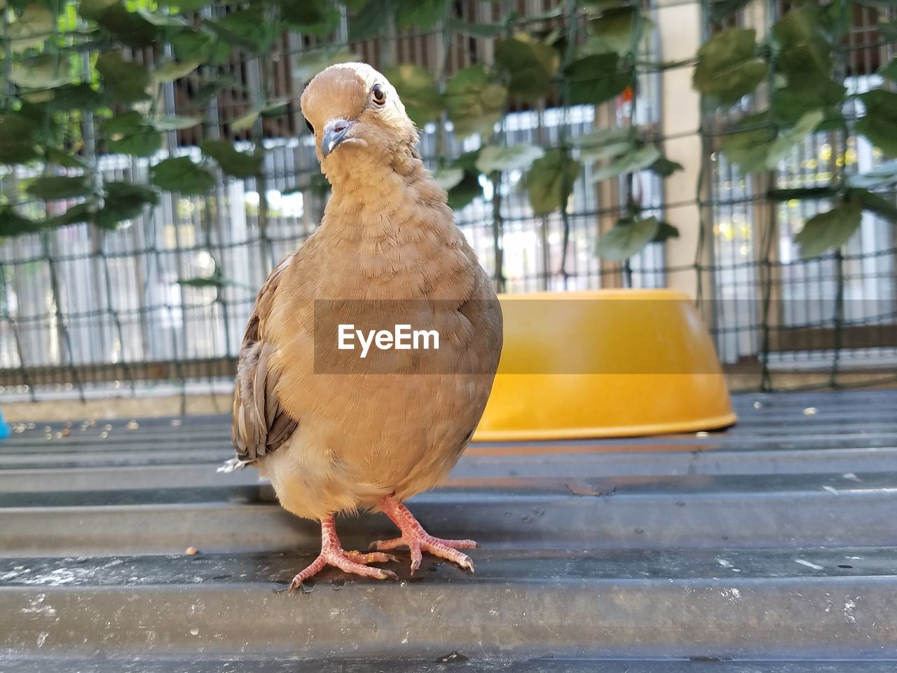 Close-up of bird perching on metal