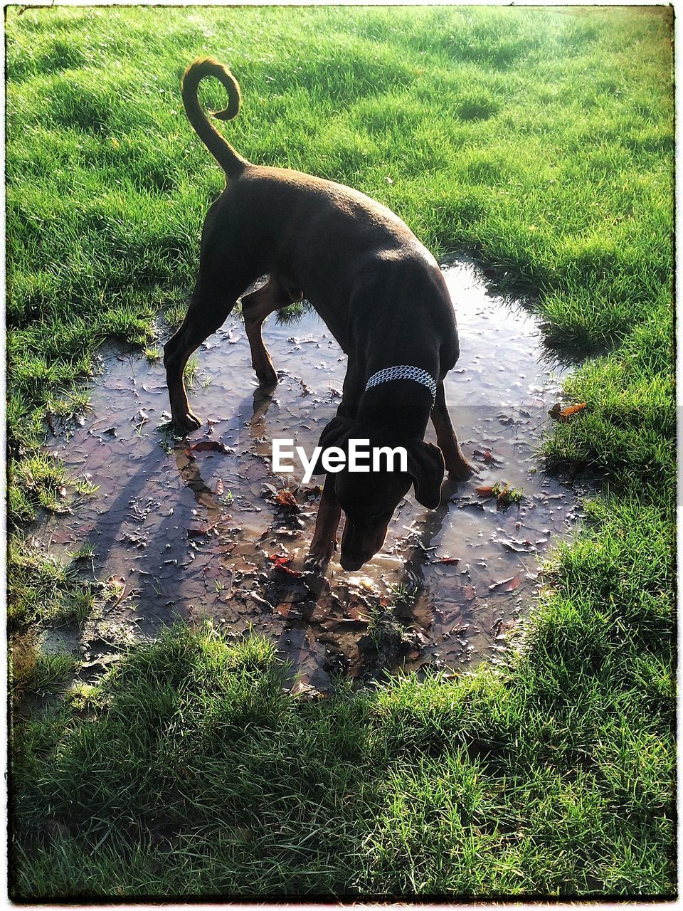 High angle view of dog on grassy field