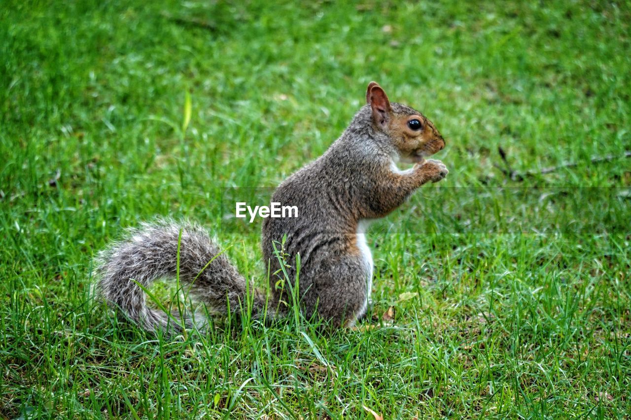 CLOSE-UP OF SQUIRREL ON LAND