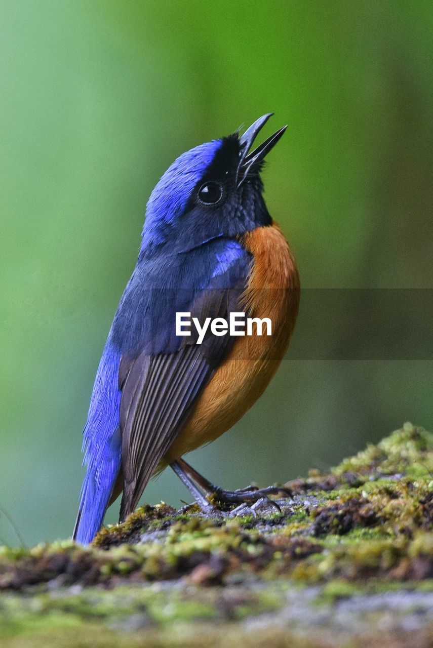 animal themes, animal, animal wildlife, bird, wildlife, one animal, beak, perching, nature, no people, close-up, robin, songbird, beauty in nature, full length, selective focus, day, outdoors, multi colored, plant, blue