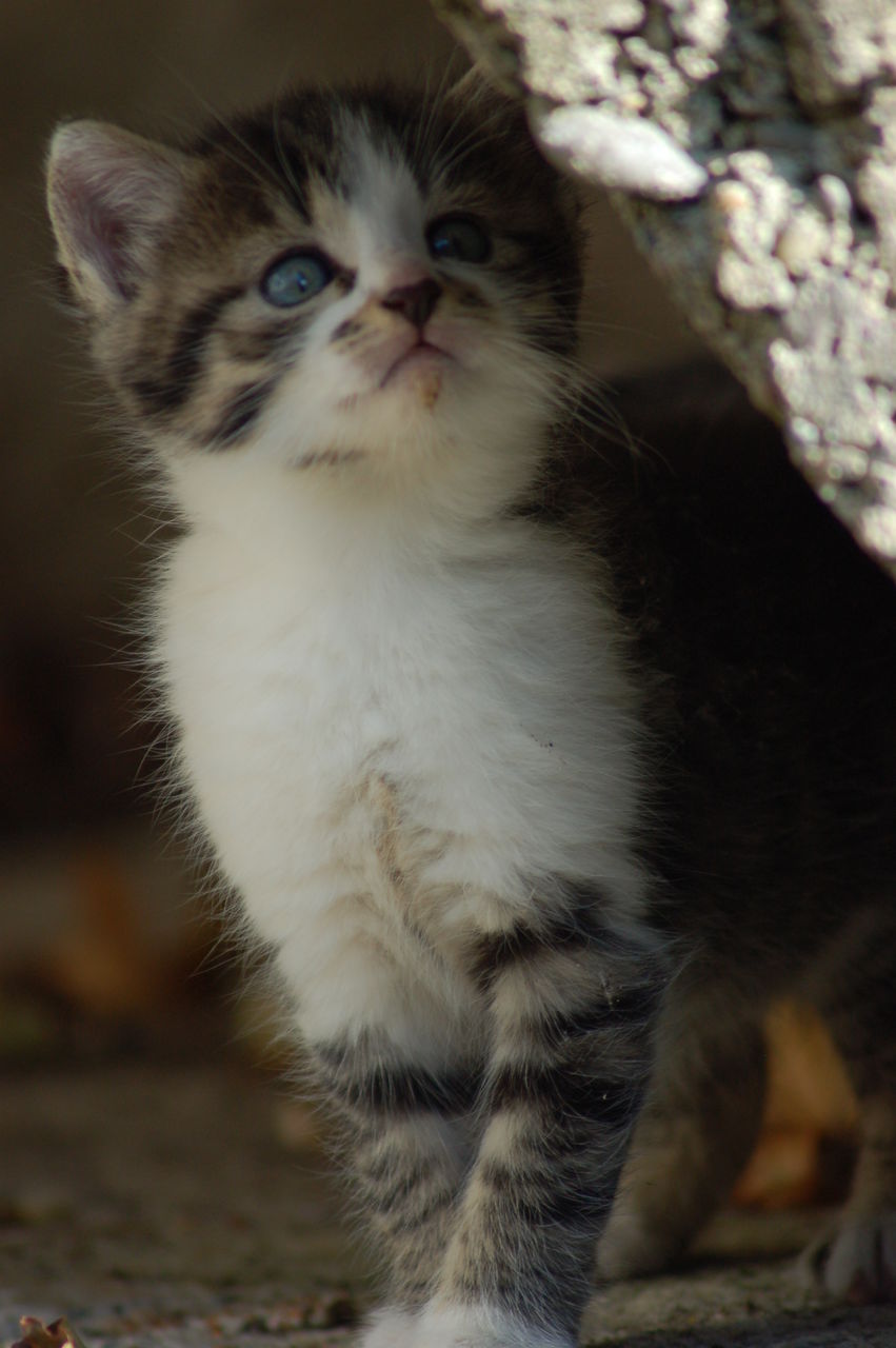 Close-up of kitten walking by rock