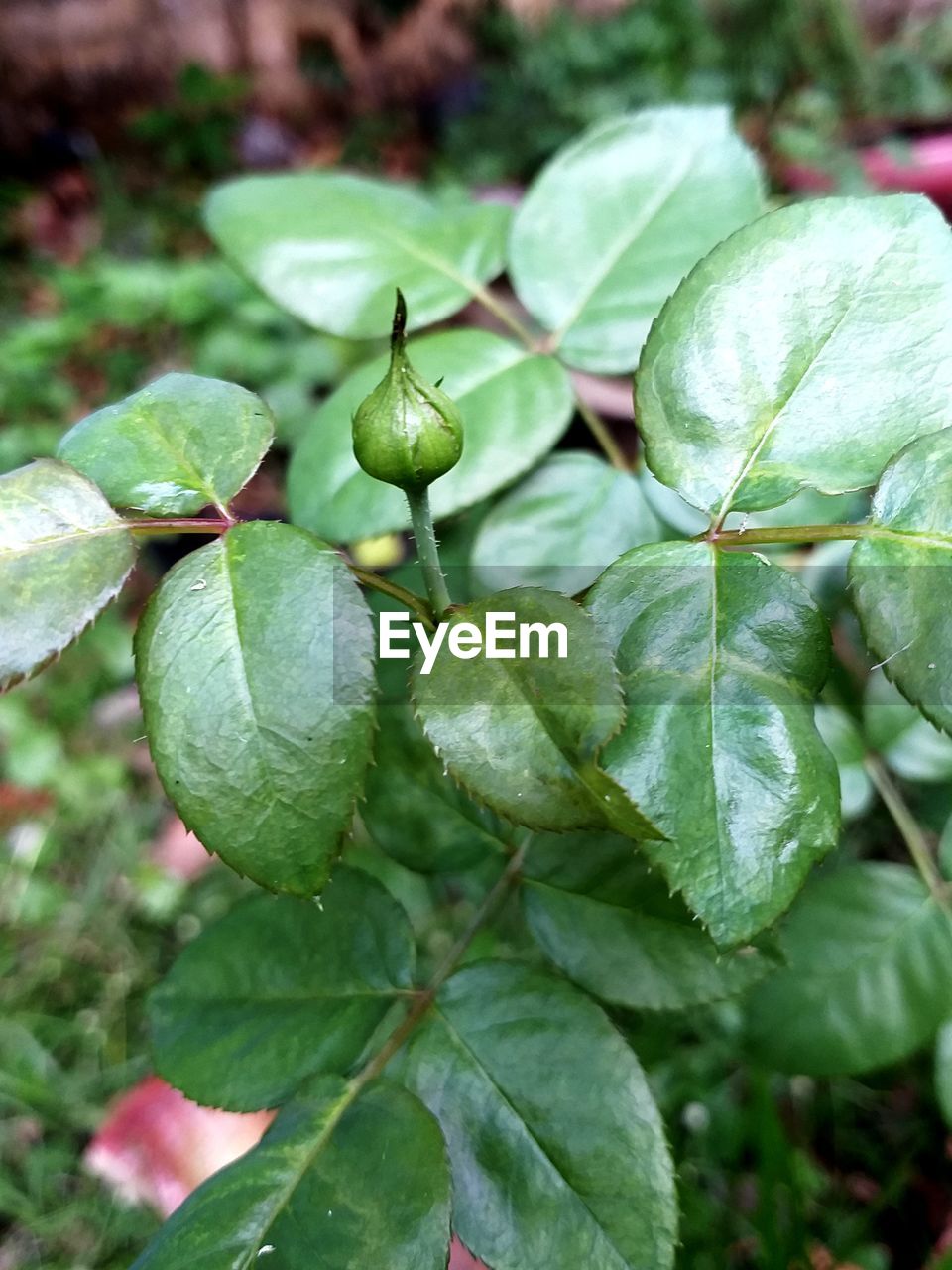 Close-up of raindrops on plant