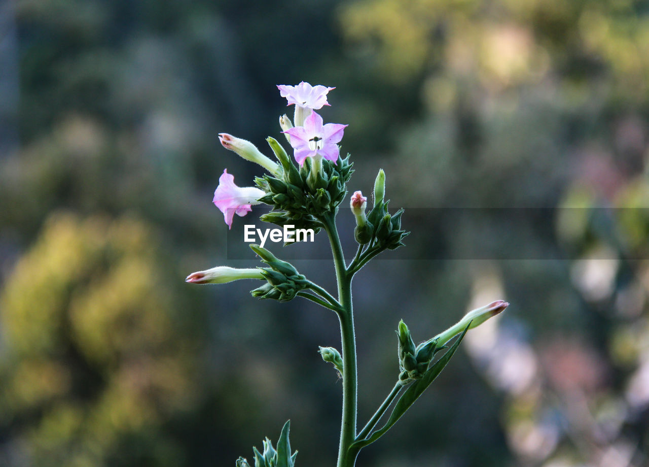 CLOSE-UP OF FLOWERING PLANT