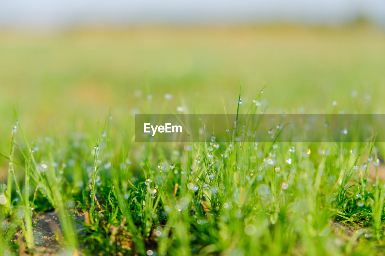 Close-up of grass