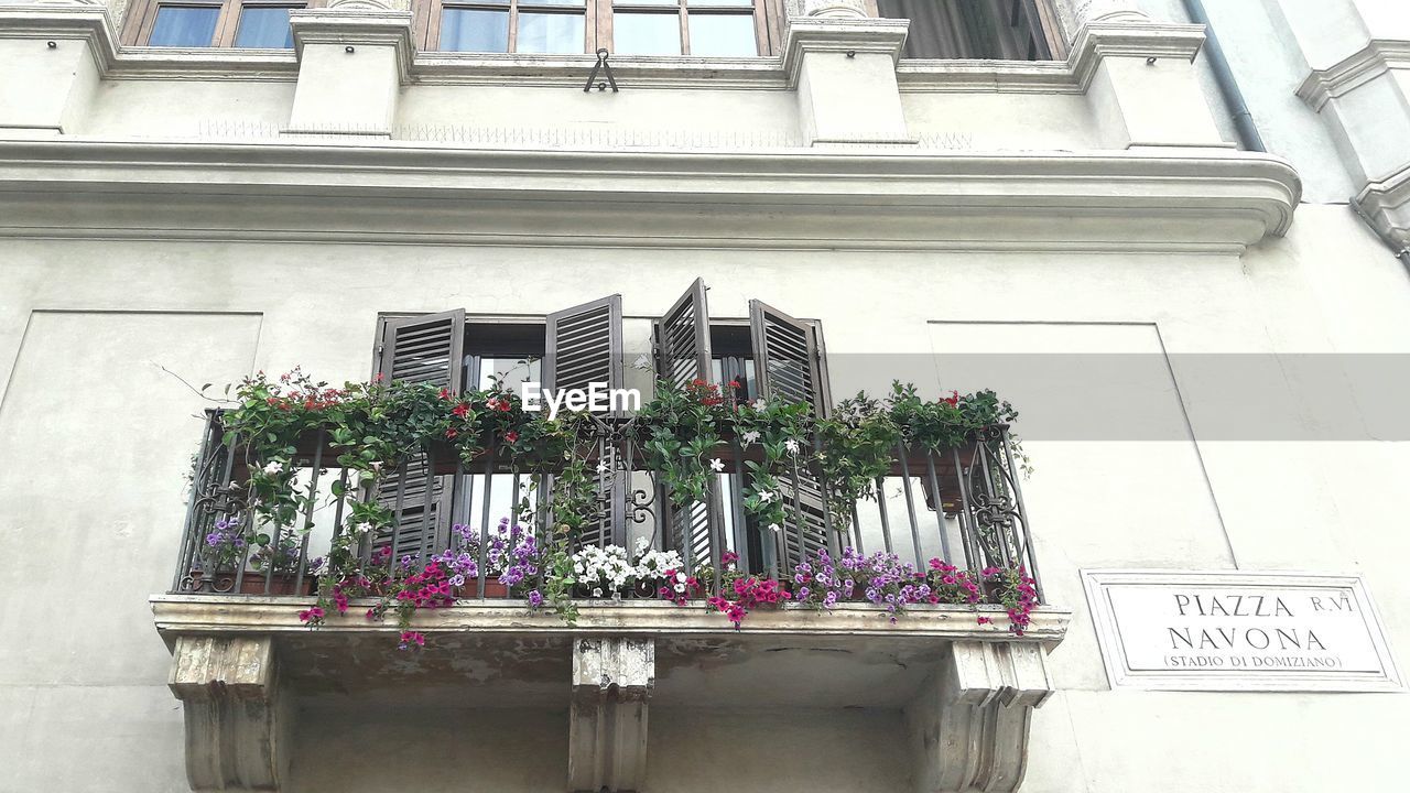 LOW ANGLE VIEW OF POTTED PLANTS AGAINST WINDOW