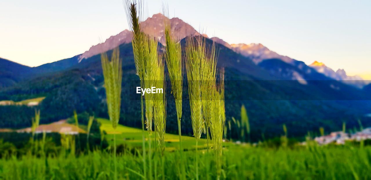 CLOSE-UP OF FRESH GREEN FIELD AGAINST SKY