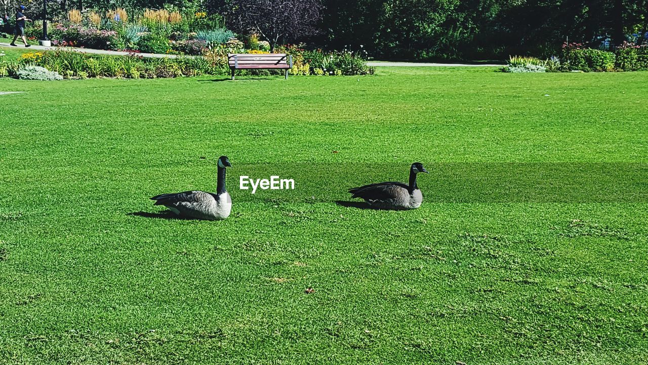 DUCKS ON GRASS