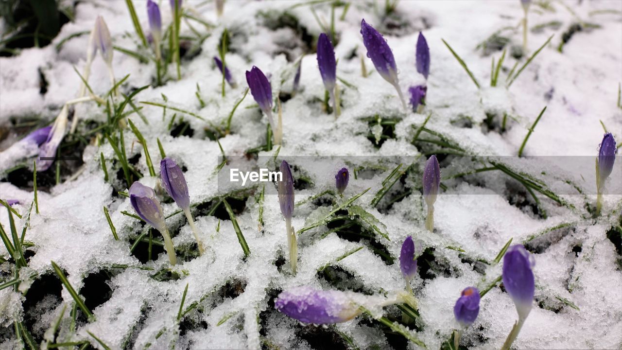 HIGH ANGLE VIEW OF FLOWER PLANTS