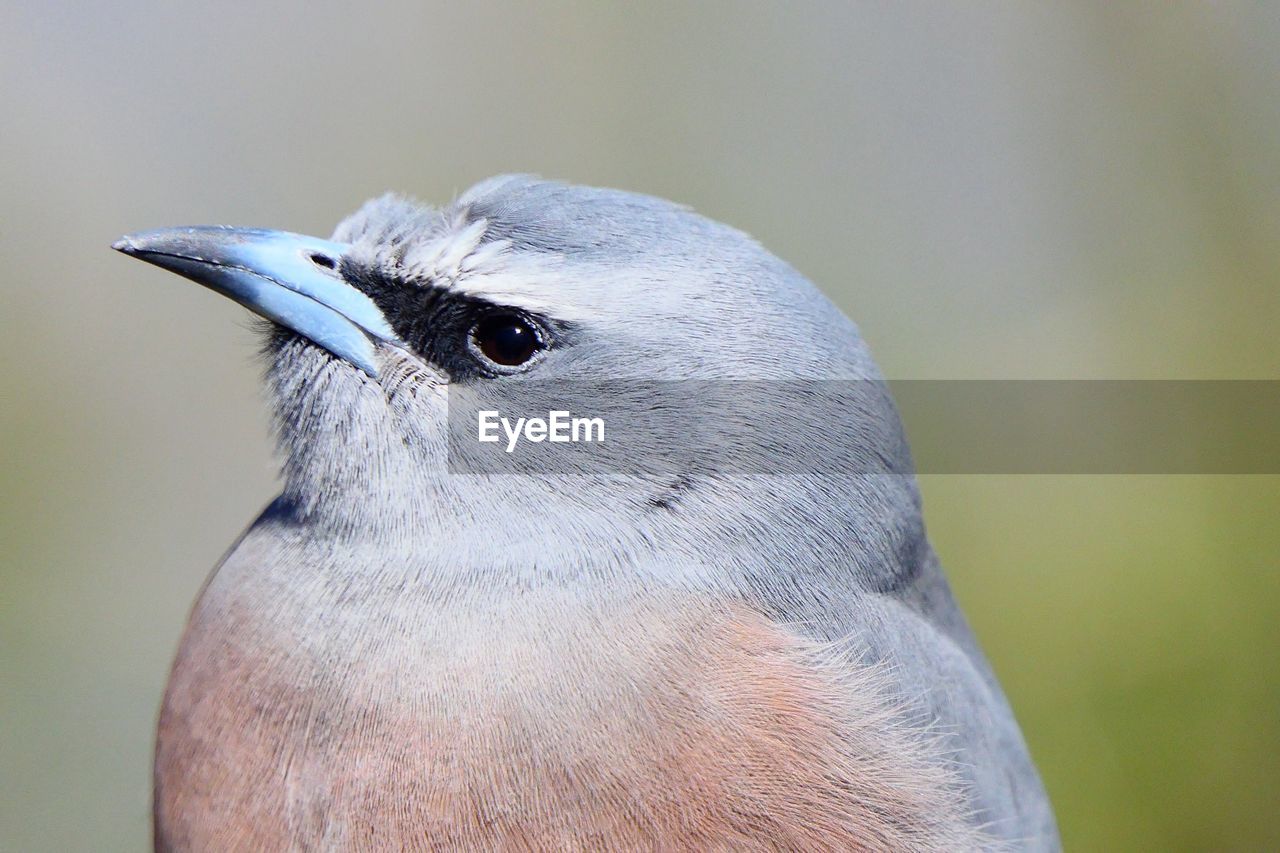 CLOSE-UP OF BIRD