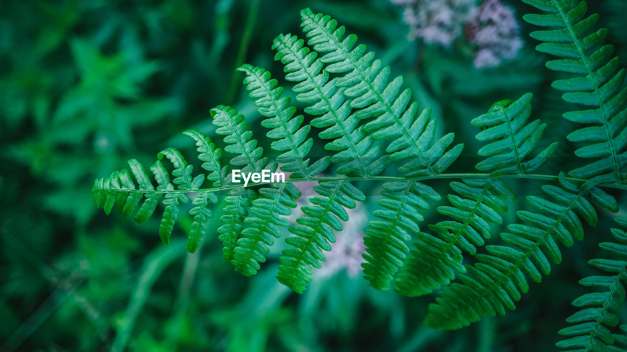 Close-up of fern leaves
